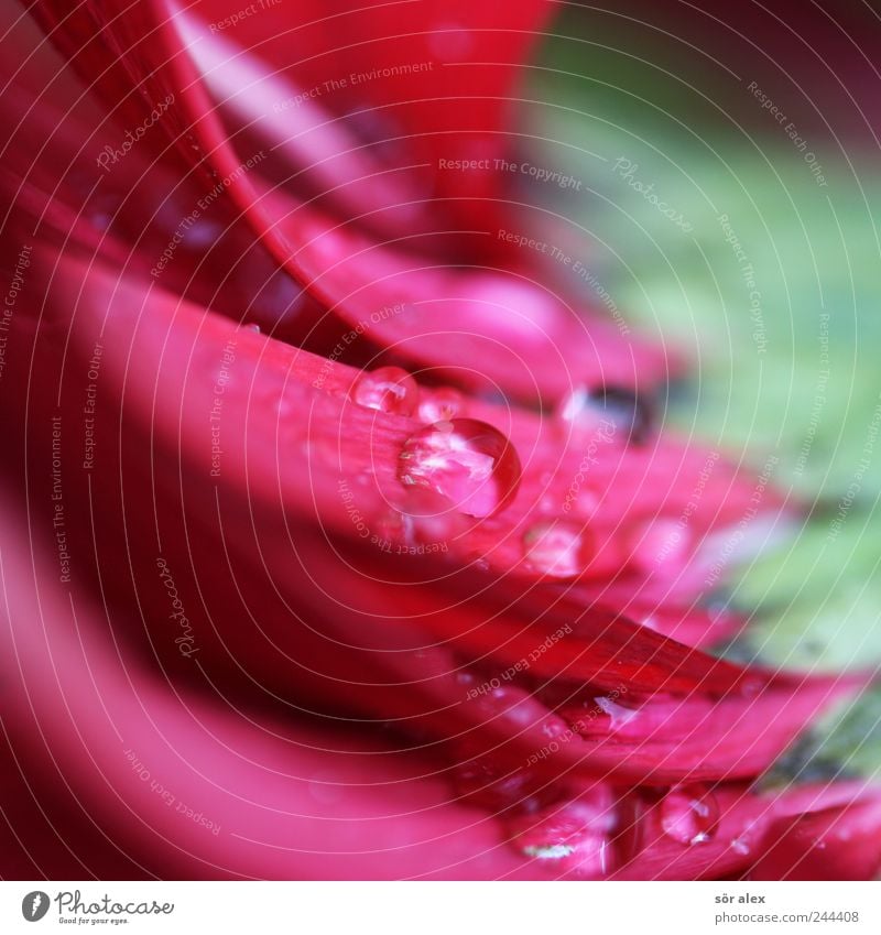 flower drops Nature Plant Drops of water Summer Climate Flower Blossom Gerbera Blossom leave Fluid Fresh Wet Natural Round Beautiful Green Pink Red Calm