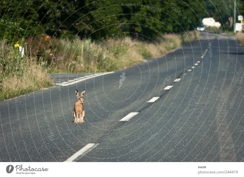 street urchin Environment Nature Animal Transport Street Lanes & trails Wild animal 1 Sit Wait Exceptional Small Curiosity Cute Gray Hare & Rabbit & Bunny