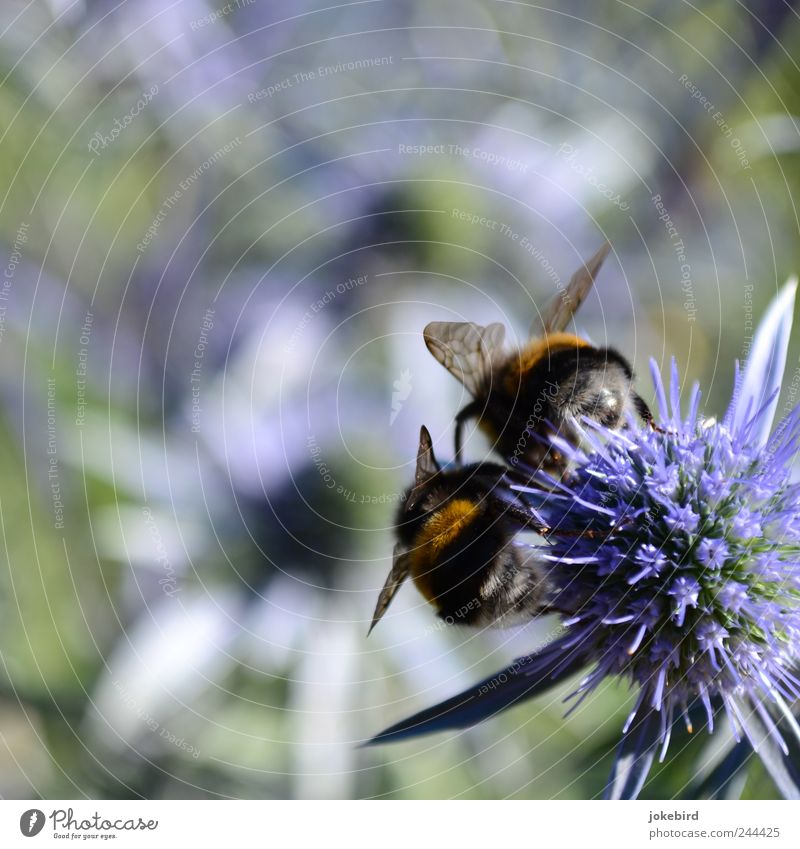 hang out Summer Flower Blossom Animal Wing Pelt Insect Bumble bee Hind quarters Pair of animals Work and employment Blossoming Crawl Sit Together Soft Violet