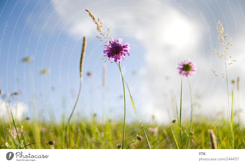 You'll find beauty in every place Environment Nature Landscape Plant Earth Sky Clouds Summer Climate Beautiful weather Flower Grass Leaf Blossom Foliage plant