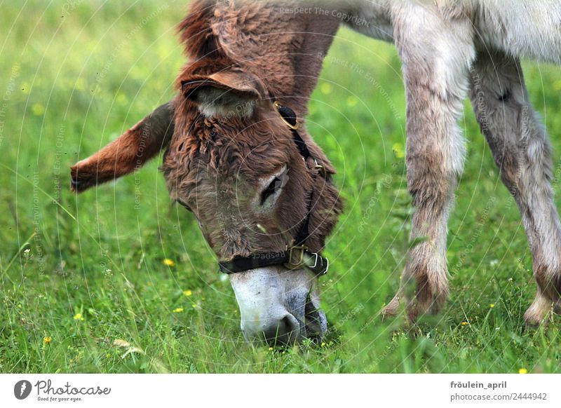 The best grass - UT Dresden Environment Nature Grass Meadow Animal Farm animal Donkey 1 To feed Friendliness Fresh Brown Green Serene Life