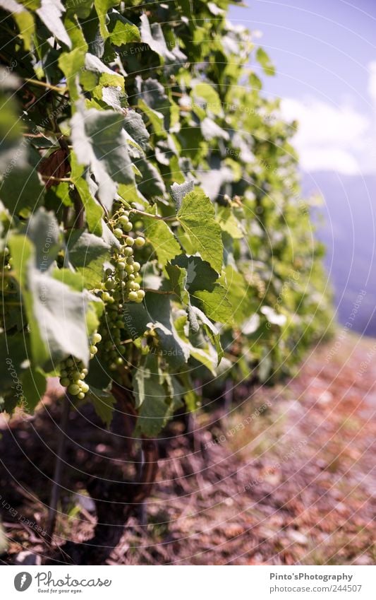 grapes Nature Summer Beautiful weather Bunch of grapes Hill Green Colour photo Exterior shot Day Sunlight Deep depth of field Central perspective