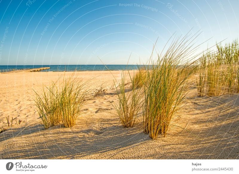 Beach at the Polish Baltic Sea coast Sand Maritime Idyll Tourism beach safe Ocean Blue Sky Sandy beach Poland far Empty Lonely Deserted Summer Sun