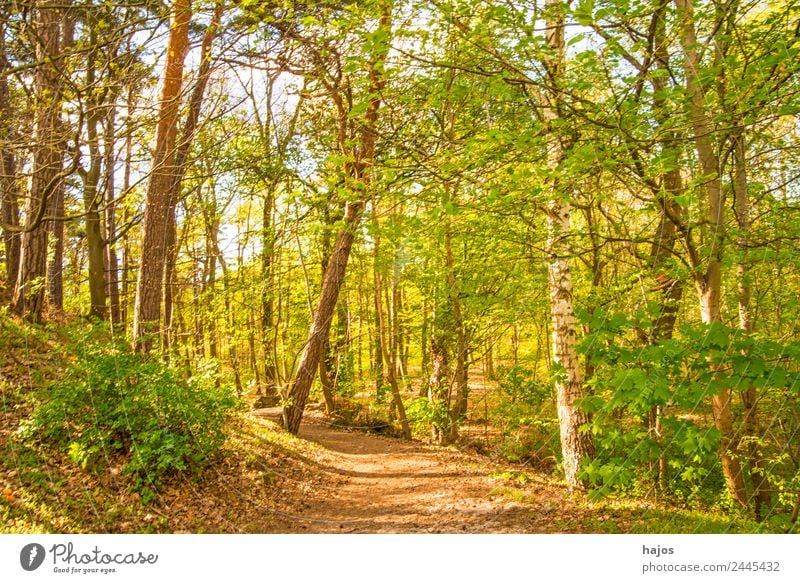 Forest in spring Relaxation Nature Warmth Tree Jump Soft Idyll Spring Green Fresh Juicy youthful Season trees sunny Bright luminescent jet natu off forest path