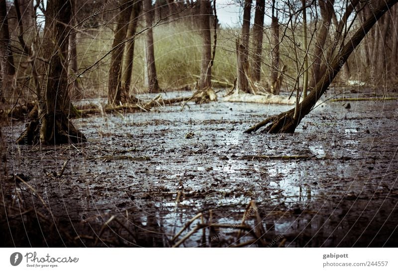 continuous rain Environment Nature Landscape Animal Elements Earth Climate Weather Rain Plant Tree Bushes Forest Virgin forest Bog Marsh Rich pasture forest