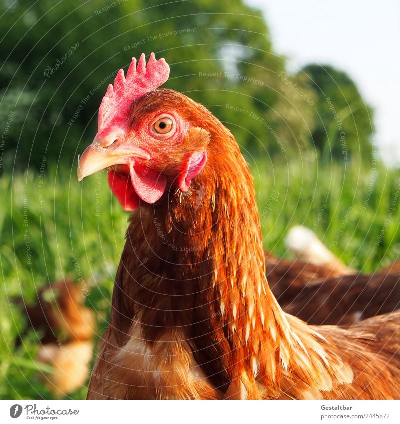 Chicken on meadow. Food Meat Organic produce Healthy Animal Farm animal Bird 1 Group of animals Observe Looking Happy Love of animals Curiosity Idyll Nature