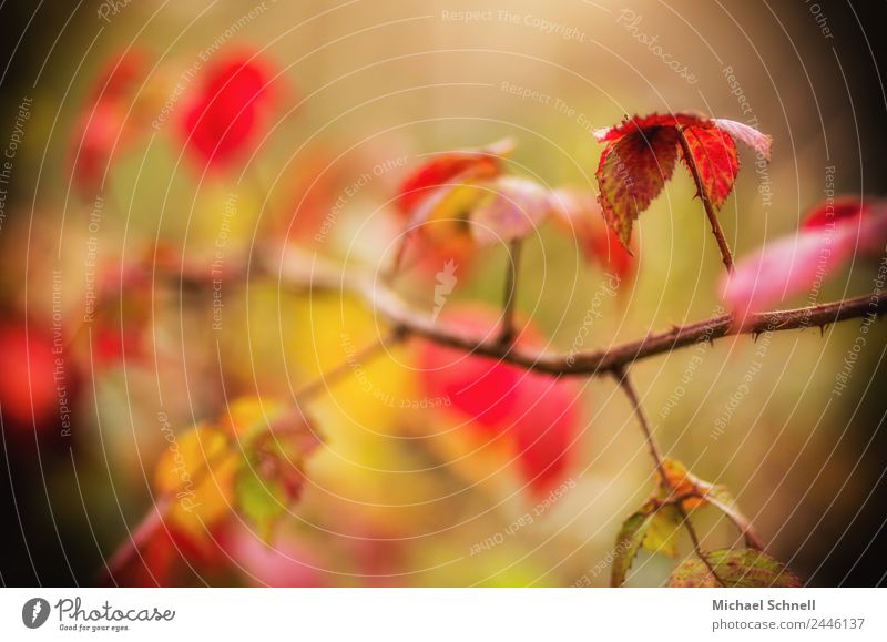 autumn leaves Environment Nature Autumn Plant Leaf Happiness Natural Red Exterior shot Detail Copy Space left Copy Space top Shallow depth of field