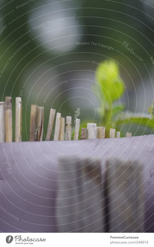 At the garden fence, with space to look through. Leisure and hobbies Trip Garden Gardening Agriculture Forestry Retirement Closing time Environment Nature