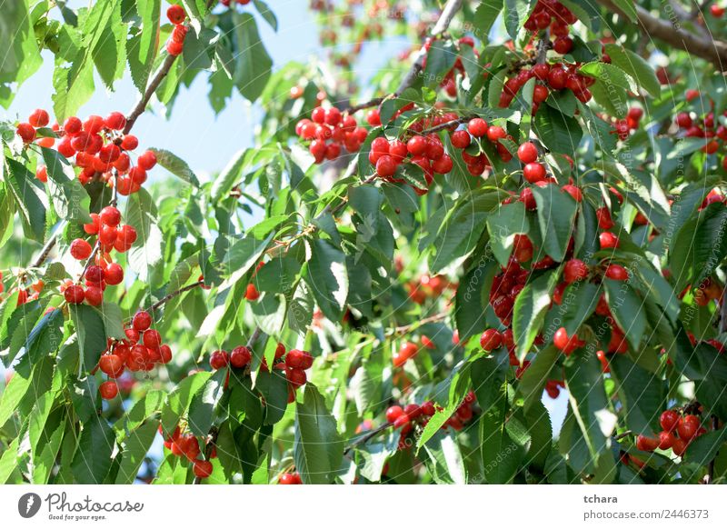 Cherries Fruit Dessert Eating Beautiful Summer Garden Nature Landscape Plant Climate Tree Leaf Growth Fresh Delicious Juicy Green Red Colour Cherry orchard