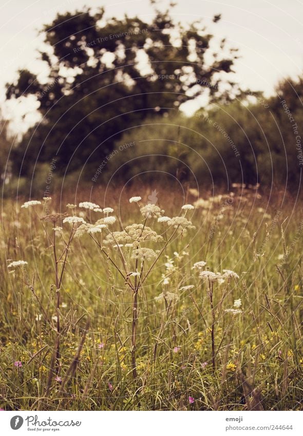 savages Nature Landscape Plant Grass Bushes Foliage plant Meadow Brown Common Yarrow Colour photo Exterior shot Deserted Day Shallow depth of field