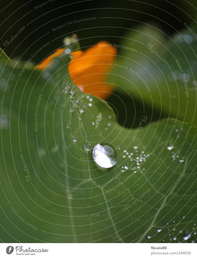 natural pearls Nature Drops of water Summer Leaf Foliage plant Green Nasturtium Wet Colour photo Exterior shot Close-up Macro (Extreme close-up) Deserted Day