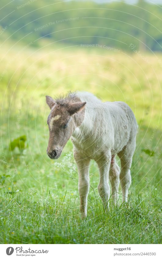 Foal II Environment Landscape Animal Sun Spring Summer Autumn Climate Beautiful weather Grass Bushes Garden Park Meadow Field Pet Farm animal Horse Animal face