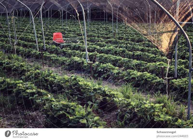 Office of Mr. Held von und zu Erdbeerfeld Food Fruit Strawberry Workplace Agriculture Forestry Nature Plant Earth Summer Agricultural crop Field Chair