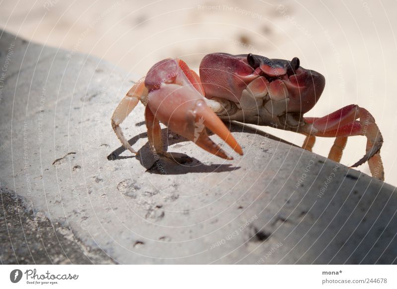 Crab climbing Summer Beach Nature Sand Curbside Animal Shrimp Crustacean 1 Crawl Small Claw Climbing Legs Red Shellfish Vacation & Travel