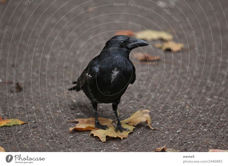 Curious raven stands on a maple leaf Animal 1 Gray Raven birds Delivery person Interest Warn Warning label Leaf Maple leaf Bird Observe Stand Strange Eerie