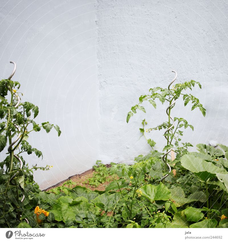 even in strange courtyards... Environment Nature Plant Foliage plant Agricultural crop Tomato Zucchini Garden Facade Natural Blue Green Colour photo