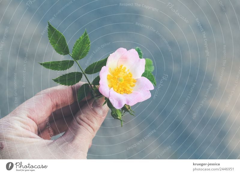 dog rose Plant Air Rose Blossom Wild plant Field Village Blossoming Fragrance Pink Serene Colour photo Exterior shot Close-up Deserted Copy Space right