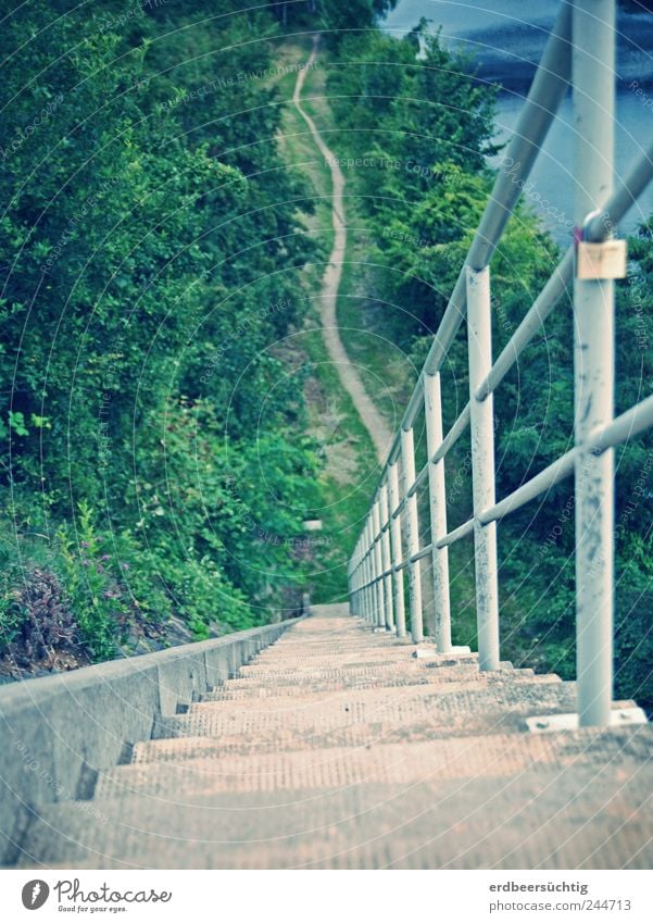 The descent climb the stairs Nature Landscape Plant Water Summer Bushes Wild plant River Escarpment River bank Stairs Concrete To fall Hiking Threat Natural