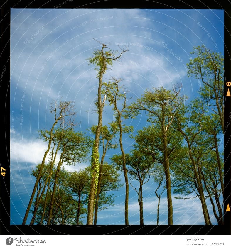 western beach Environment Landscape Plant Sky Clouds Summer Climate Beautiful weather Tree Forest Coast Baltic Sea Darss Western Beach Growth Fresh Large Tall