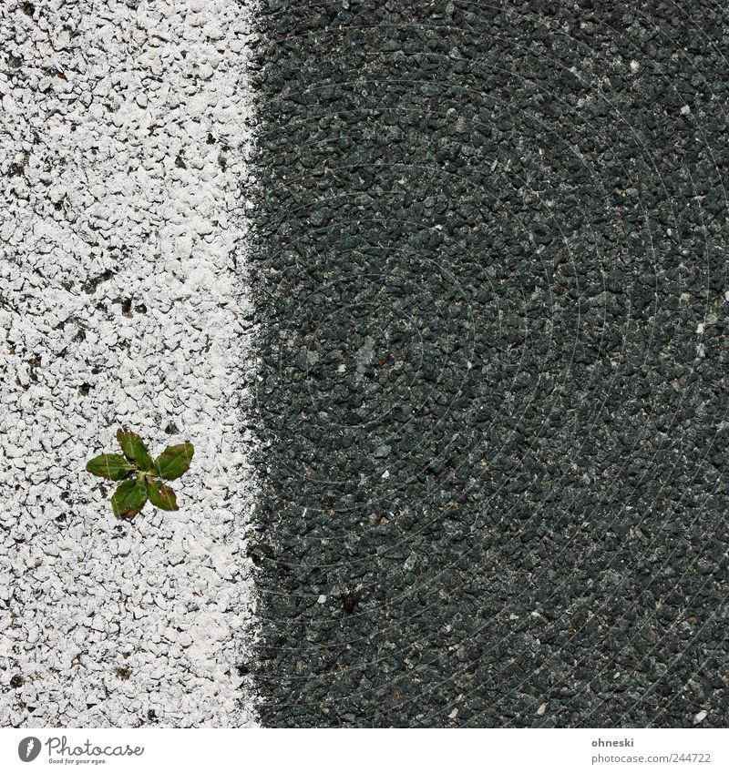 Life is hard Plant Leaf Foliage plant Street Lane markings Tar Line White Happy Self-confident Optimism Willpower Power Survive Colour photo Exterior shot