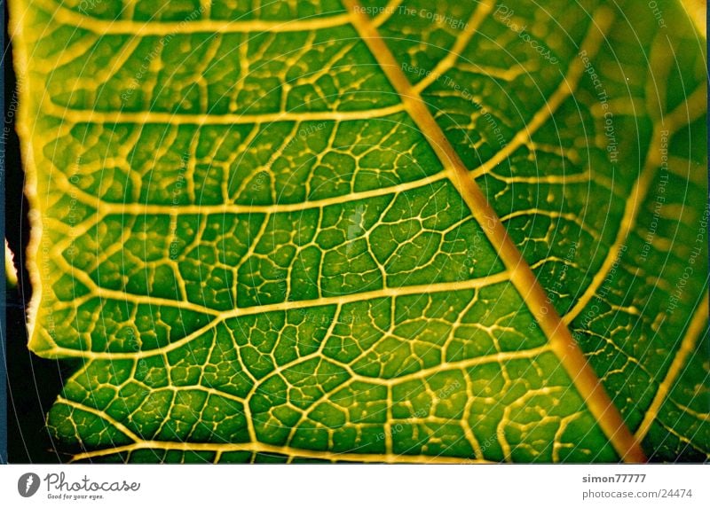 Leaf in the light Vessel Green Light X-rayed