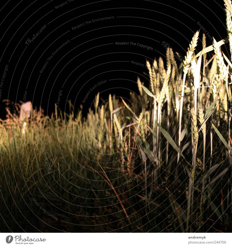 roadside Environment Summer Plant Grass Grain Street Roadside Yellow Gray Green Black Colour photo Subdued colour Exterior shot Close-up Deserted Copy Space top