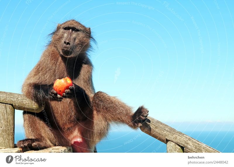 don't feed the baboons I Vacation & Travel Tourism Trip Adventure Far-off places Freedom Sky Ocean Cape Point South Africa Wild animal Animal face Pelt Monkeys