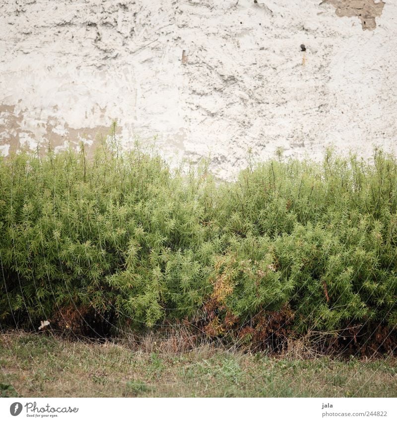 woods on facade Nature Plant Grass Bushes Foliage plant Wall (barrier) Wall (building) Facade Gloomy Colour photo Exterior shot Deserted Copy Space top Day