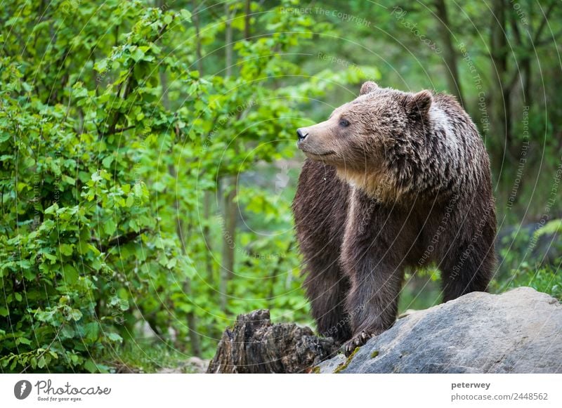 brown bear (lat. ursus arctos) stainding in the forest Trip Nature Animal Park 1 Hiking Threat Friendliness Brown Green Love of animals beast beauty big coat