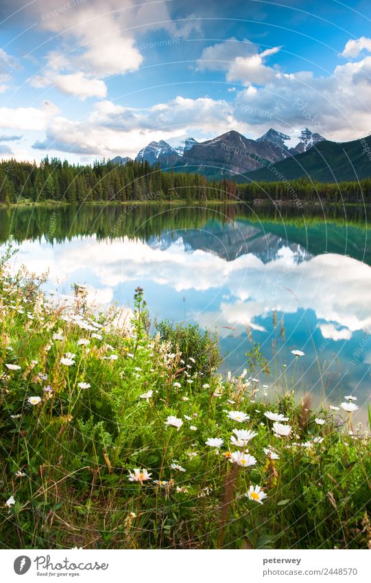 Herbert Lake in Banff National Park, Canada Summer Nature Beautiful weather Tree Bushes Meadow Forest Mountain Swimming & Bathing Blue Gray Green White