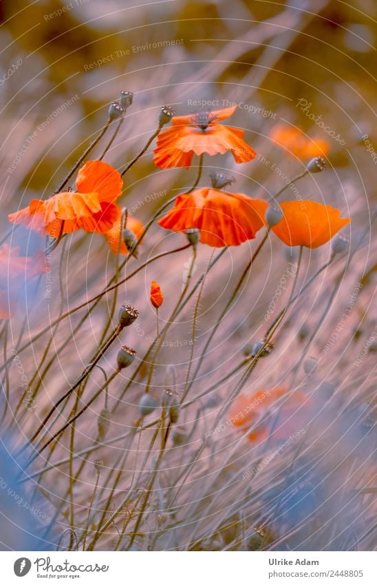 In the poppy field Elegant Design Wellness Life Harmonious Well-being Contentment Relaxation Calm Meditation Spa Decoration Wallpaper Feasts & Celebrations