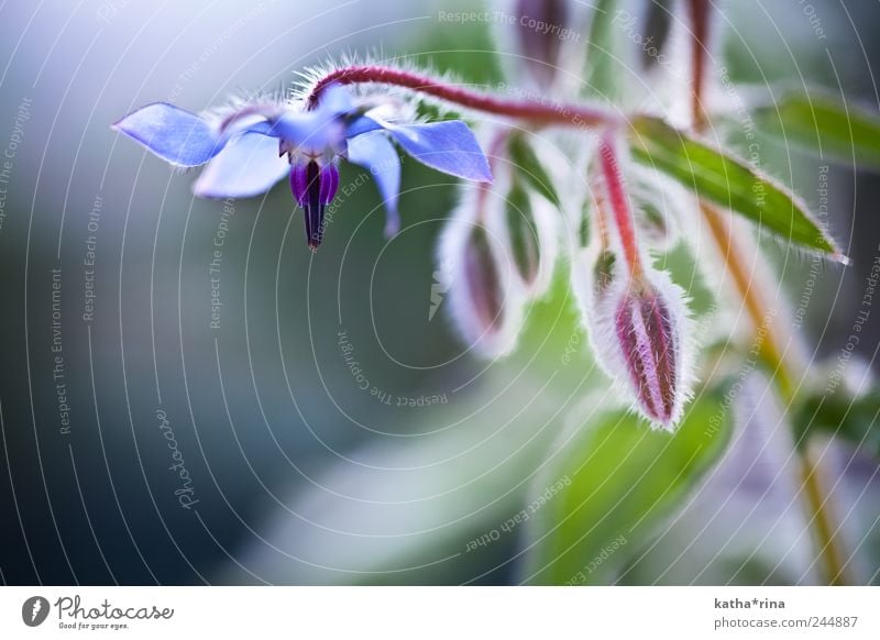 Borage Blossom Plant Summer Flower Esthetic Beautiful Blue Green Violet Red Fragrance Elegant Pure Colour photo Exterior shot Detail Macro (Extreme close-up)