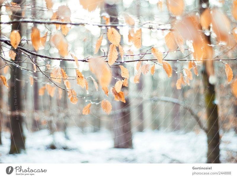 L'hiver Environment Nature Ice Frost Snow Tree Leaf Forest Cold Beautiful Winter forest Deciduous forest Winter mood Winter's day Snow layer Colour photo