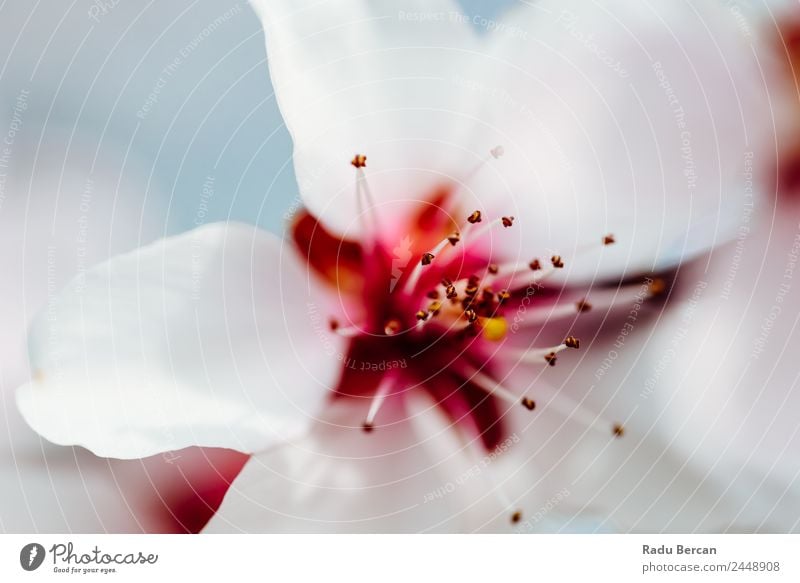 Pink Cherry Tree Flowers Blossom Close Up In Spring Branch Background picture White Nature Beautiful Close-up Macro (Extreme close-up) Plant Garden Blooming