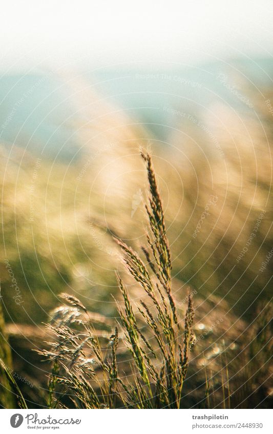 grain Nature Agriculture Sunset Field Landscape Grain Grain field Cornfield Romance Freedom