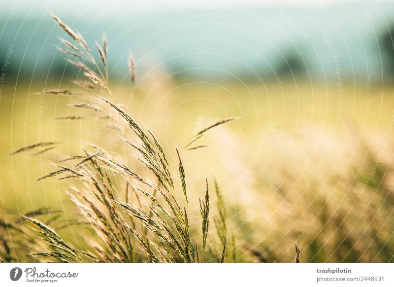 Country III Nature Agriculture Sunset Field Landscape Grain Grain field Cornfield Romance Freedom