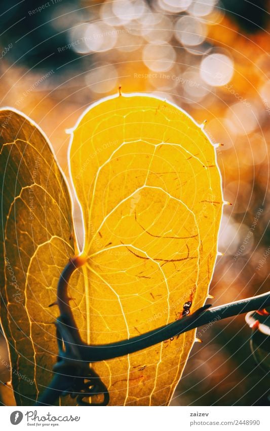 Detail of smilax aspera leaf with sunlight and bokeh background Garden Environment Nature Plant Bushes Leaf Blossom Foliage plant Agricultural crop Wild plant