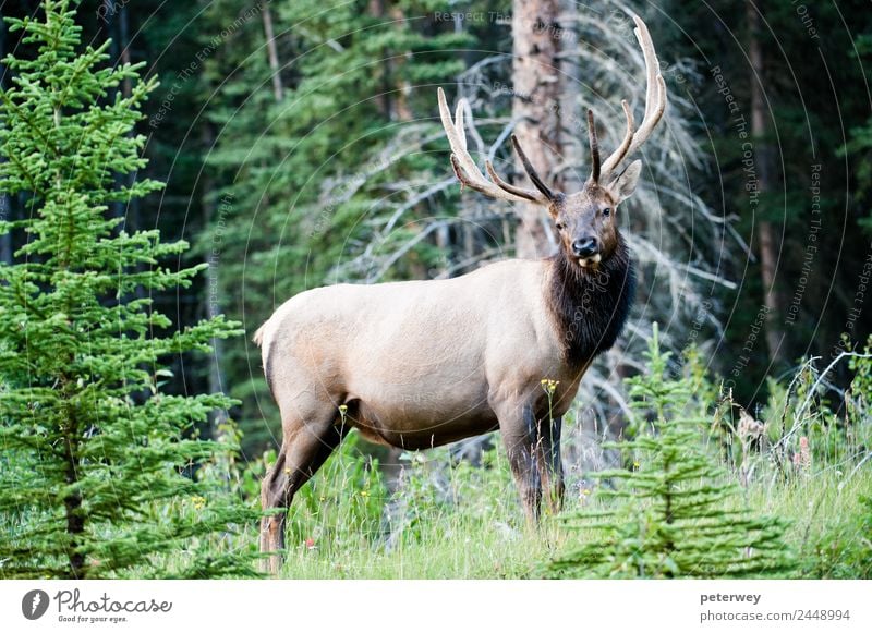 Rocky Mountain Elk, Banff National Park, Canada Summer Nature Animal Tree Grass Leaf Forest Wild animal 1 Experience cervus canadensis Alberta antlers big deer