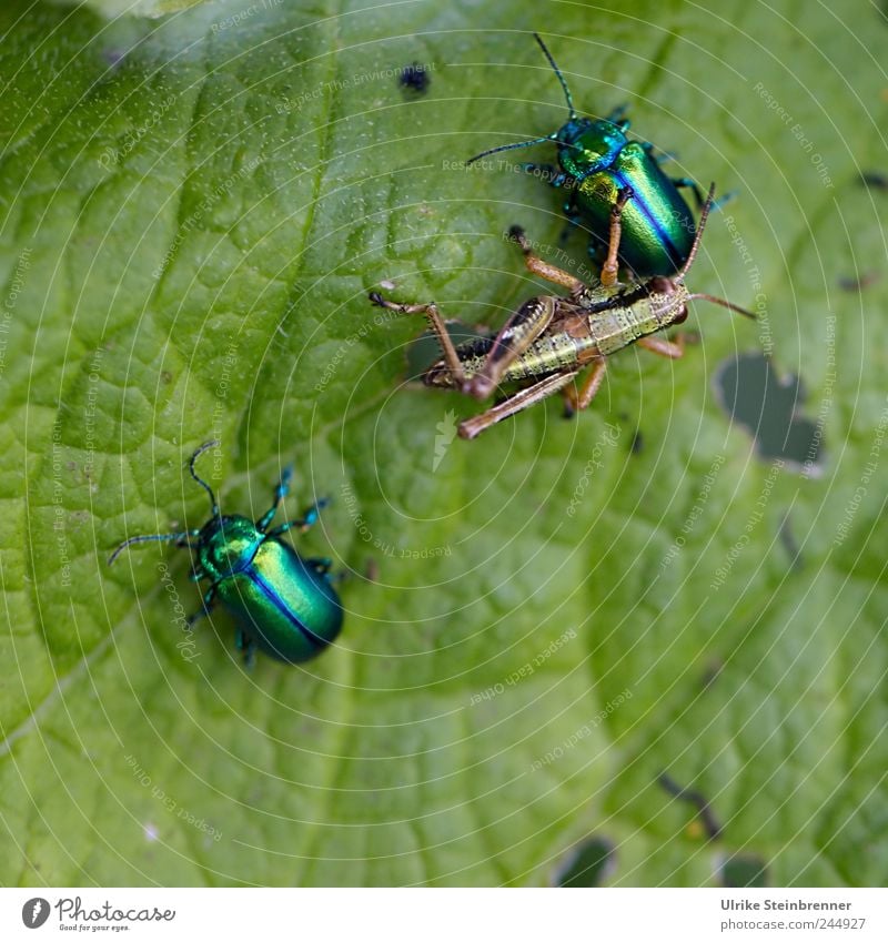 hostile takeover Nature Animal Summer Plant Leaf Foliage plant Wild animal Beetle Locust leaf beetle 3 Pair of animals Select Touch To hold on To feed Crouch