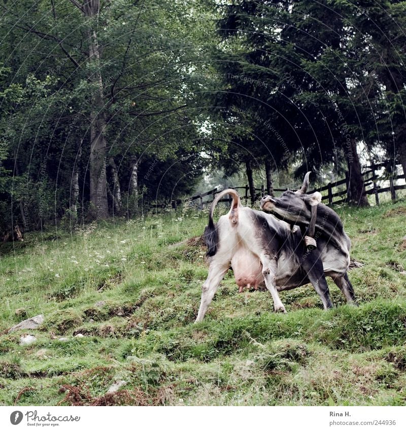 Cow - Yoga Well-being Relaxation Nature Landscape Summer Meadow Animal Farm animal 1 Green Movement Articulated Flexible Colour photo Exterior shot Deserted