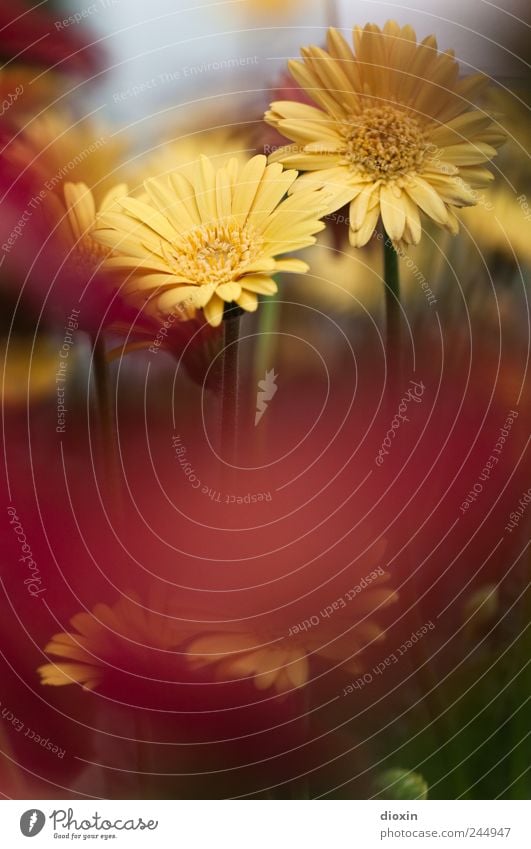 When summer's gone Environment Nature Plant Flower Blossom Garden Park Blossoming Growth Colour photo Exterior shot Deserted Copy Space bottom Blur