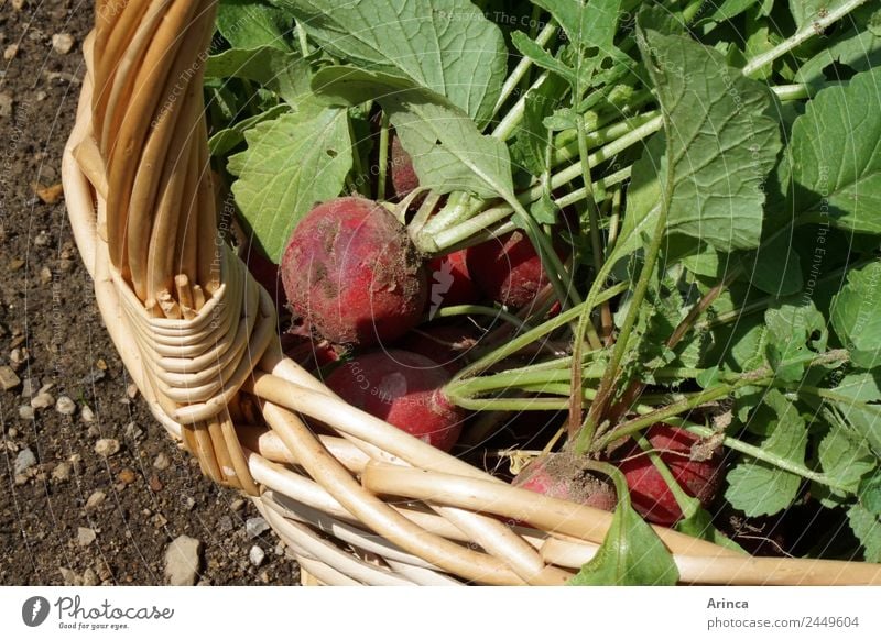 Radish in basket Food Vegetable Organic produce Nature Earth Eating Sustainability Red Crunchy Fresh Garden Bed (Horticulture) Collection Vegetable bed Harvest