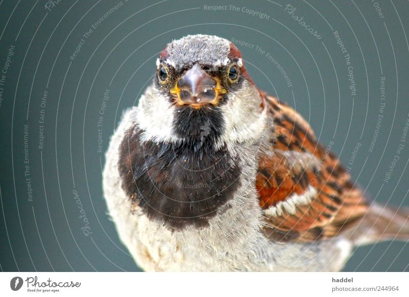 Little Eagle Sparrow Environment Nature Animal Air Sky Wild animal Bird 1 Blue Brown Multicoloured Gray Black White Beak Feather Chirping Disheveled Fat Lush