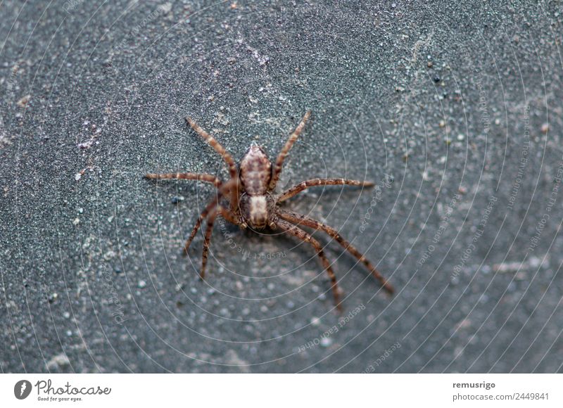 Close-up of a spider Garden Nature Animal Park Street Spider Creepy Small Fear Romania Valiug arachnid arachnophobia botanical Carnivore Insect predator Spooky