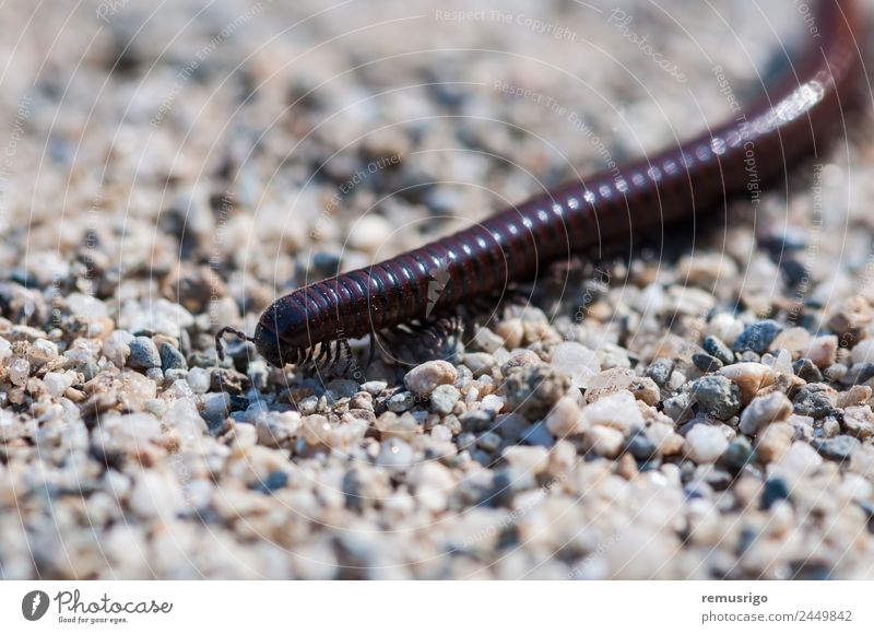 Close-up of a millipede Nature Animal Worm Brown Romania Valiug arthropod Bug crawl Living thing diplopoda Insect invertebrate legs Millipede myriapod segments