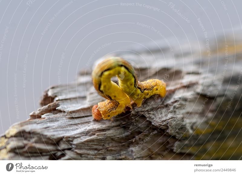 Close-up of a yellow caterpillar Climbing Mountaineering Nature Animal Cloth Butterfly Worm Yellow Romania Timisoara bark broken Bug crawl Living thing Creep