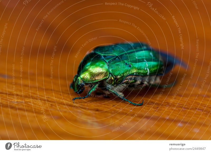 Cetonia aurata close-up Table Animal Beetle Metal Green Romania Timisoara arthropoda Bug cetonia chafer coleoptera European Insect rose scarabaeidae