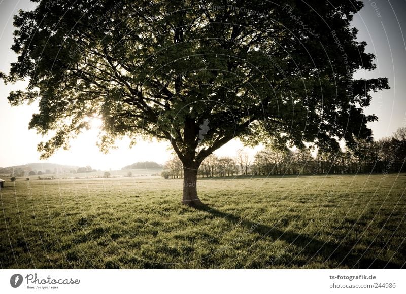 meadowroot Vacation & Travel Freedom Summer Environment Nature Landscape Plant Elements Earth Air Horizon Sunrise Sunset Beautiful weather Tree Grass Leaf Park