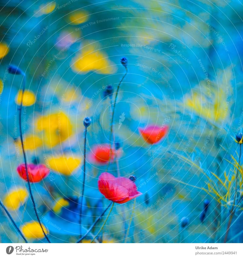 Abstract - Wildflower meadow - Nature Elegant Style Design Beautiful Life Swimming pool Decoration Wallpaper Image Feasts & Celebrations Plant Sunlight Summer