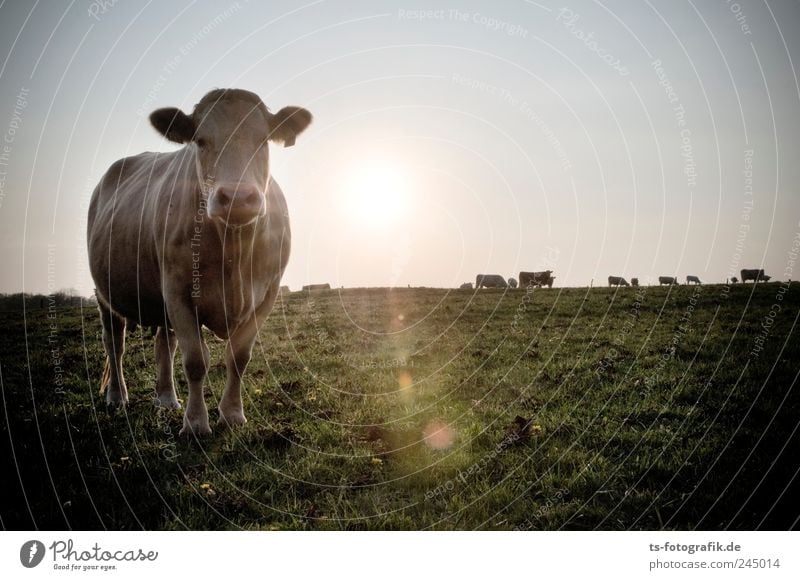 cool sunset Environment Nature Landscape Elements Air Cloudless sky Horizon Sun Sunrise Sunset Grass Foliage plant Meadow Field Animal Farm animal Cow 1